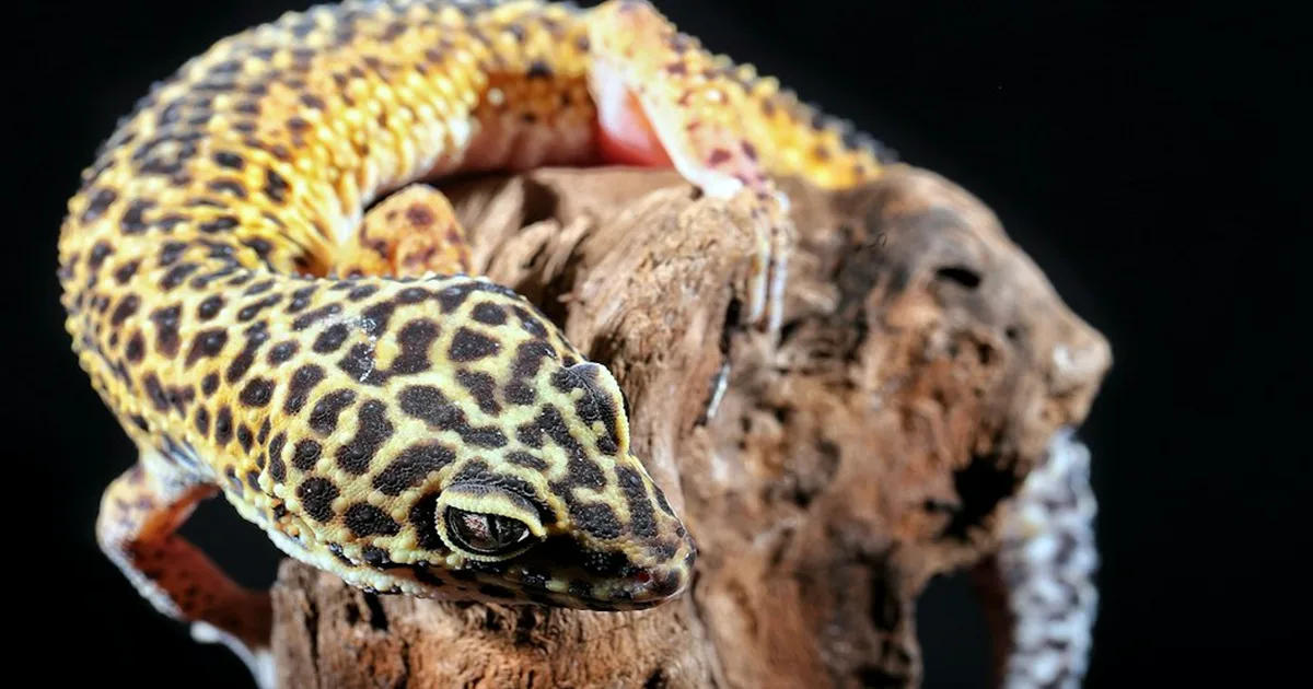 A Leopard Gecko Starter Kit Needs a 90cm Enclosure