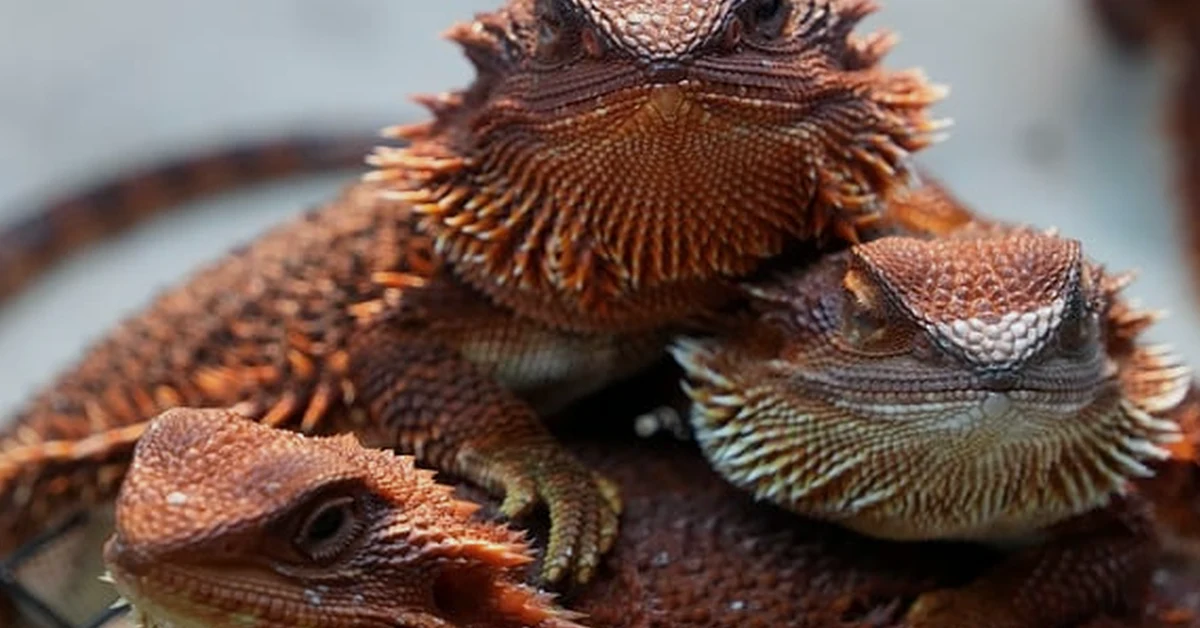A ‘safe’ substrate can harm a young bearded dragon