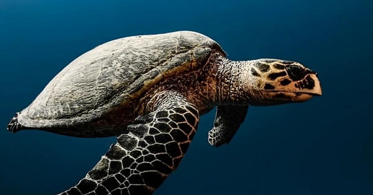 Avoid a tortoise enclosure your juvenile will outgrow