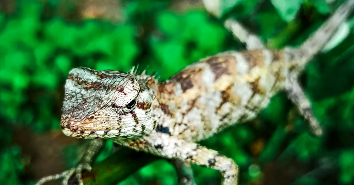 Don't choose a beginner chameleon species for looks
