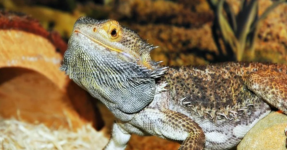 Don't rely on baths for bearded dragon impaction