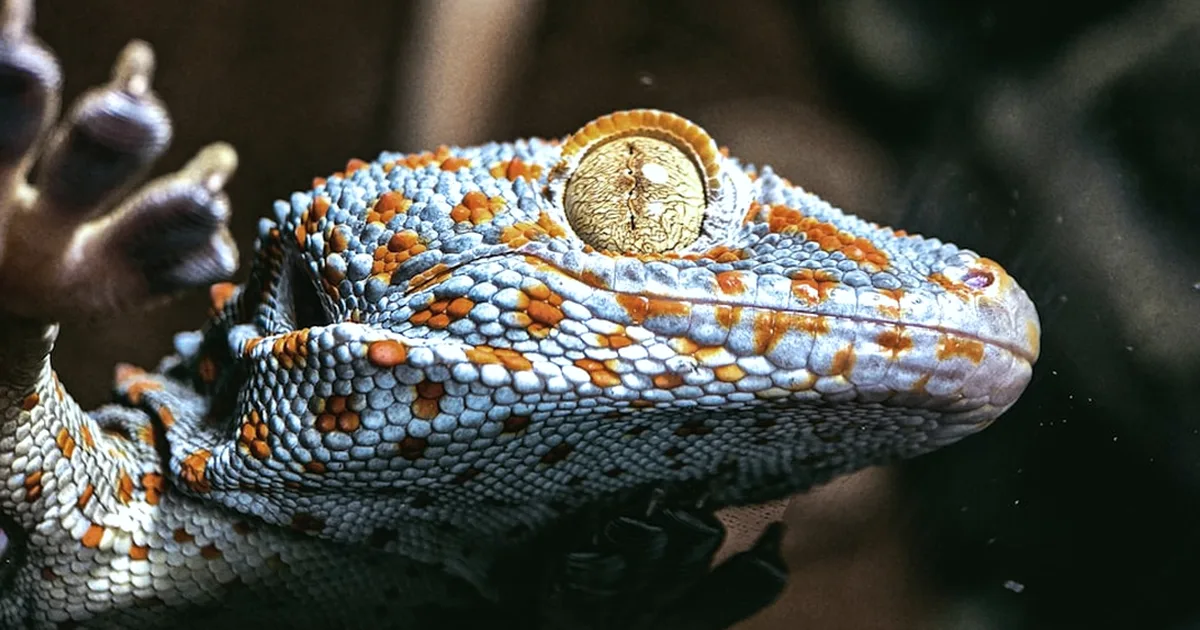 Don't use a reptile light timer as a thermostat