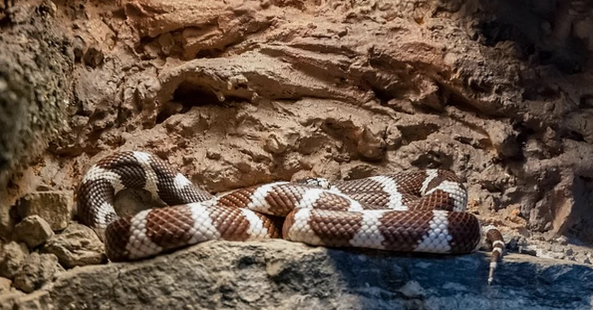 Don't use tropical bioactive vivariums for desert pets
