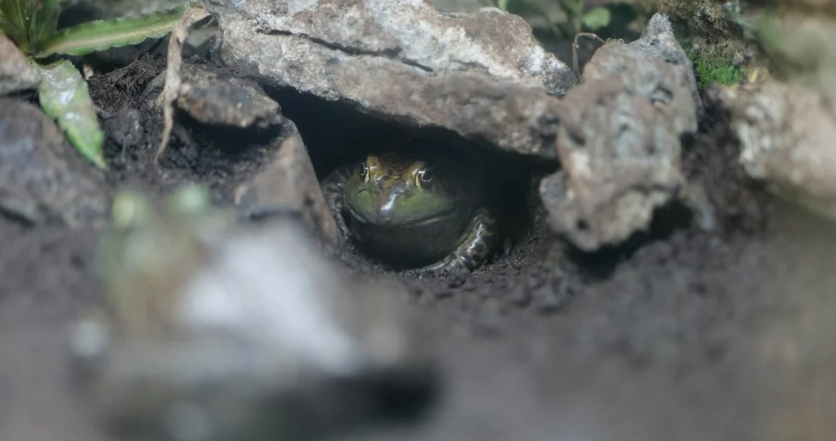 For dart frogs, floor space matters more than litres