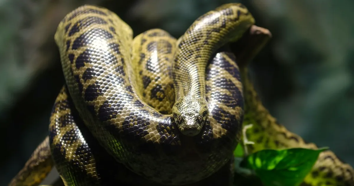 Help your ball python stay calm when handled