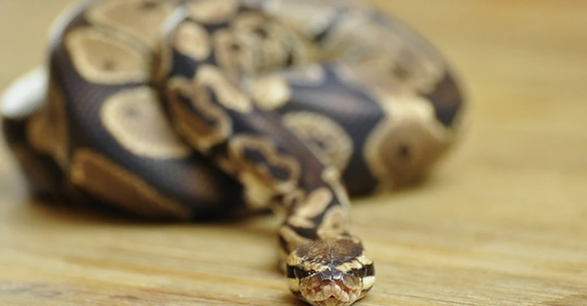 Keeping Ball Python Enclosures Small Isn’t Safer