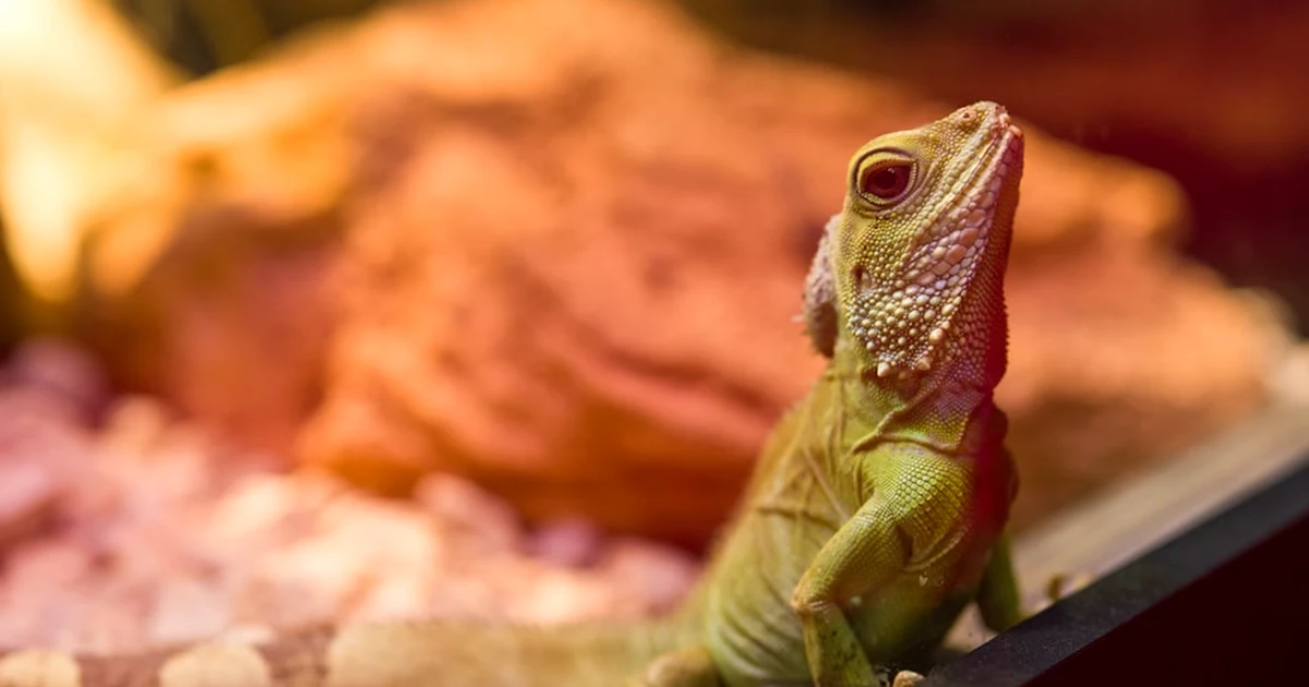 Not Every Reptile Needs Night Heating