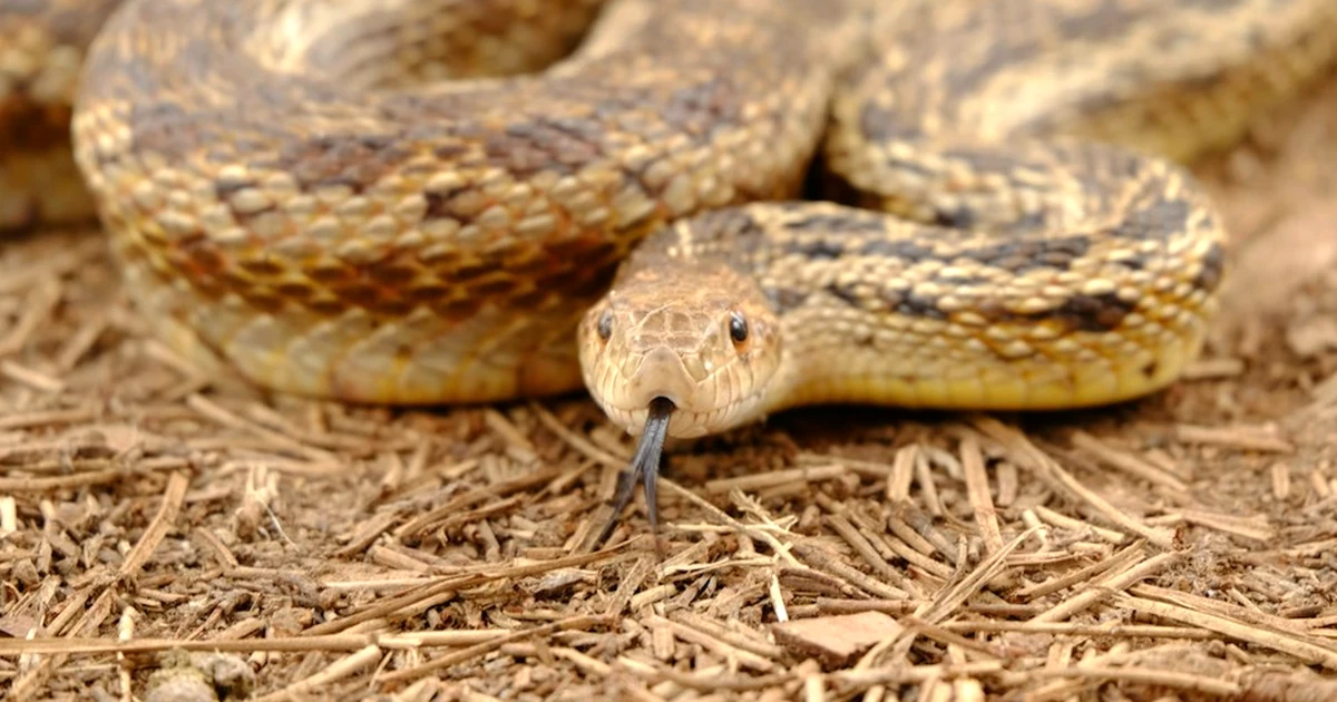 One Kit Won’t Suit Corn, Royal Python or Hognose Care