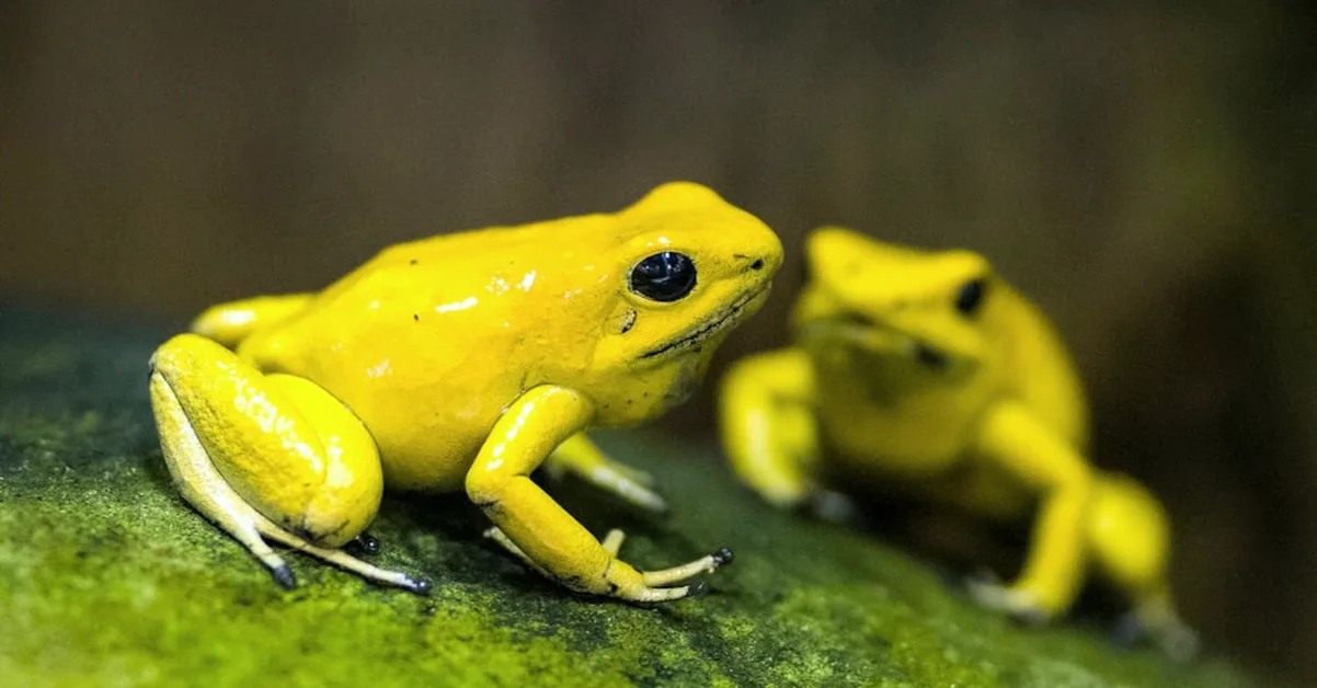 Set a steady bioactive routine for dart frog care