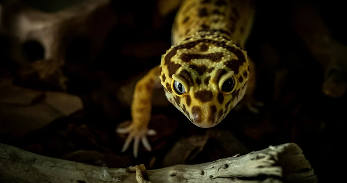 Starter kits can miss 3 leopard gecko accessories