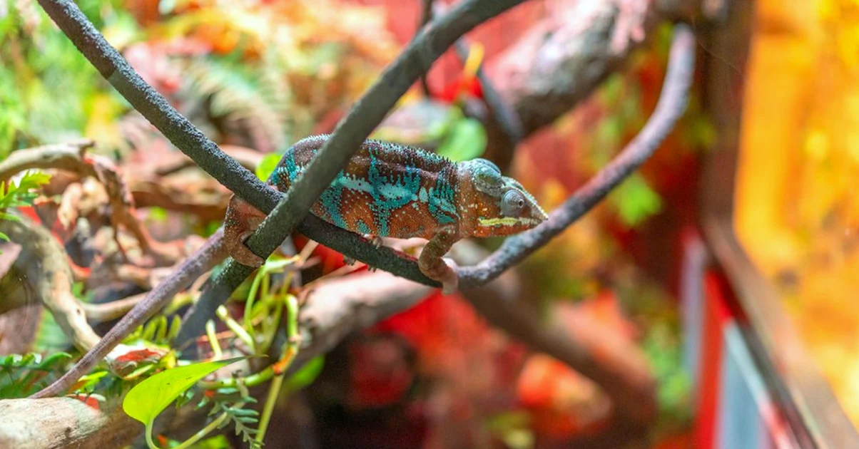 Ventilation won't make a chameleon vivarium safe