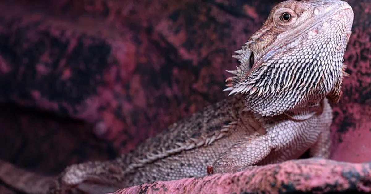 Why a 4x2x2 May Not Suit Your Bearded Dragon