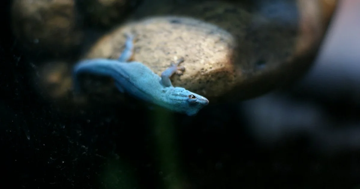 Your axolotl housing may fail in a heatwave