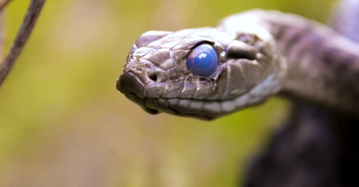 Your milk snake vivarium may be too wet to be safe