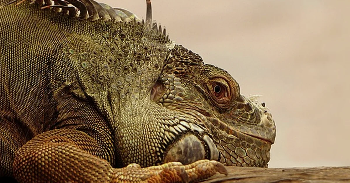 Your Reptile Kit May Fail the Animal Welfare Act