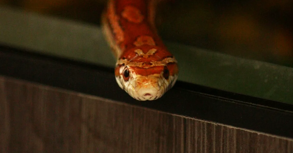 Your snake enclosure may fit yet fail welfare