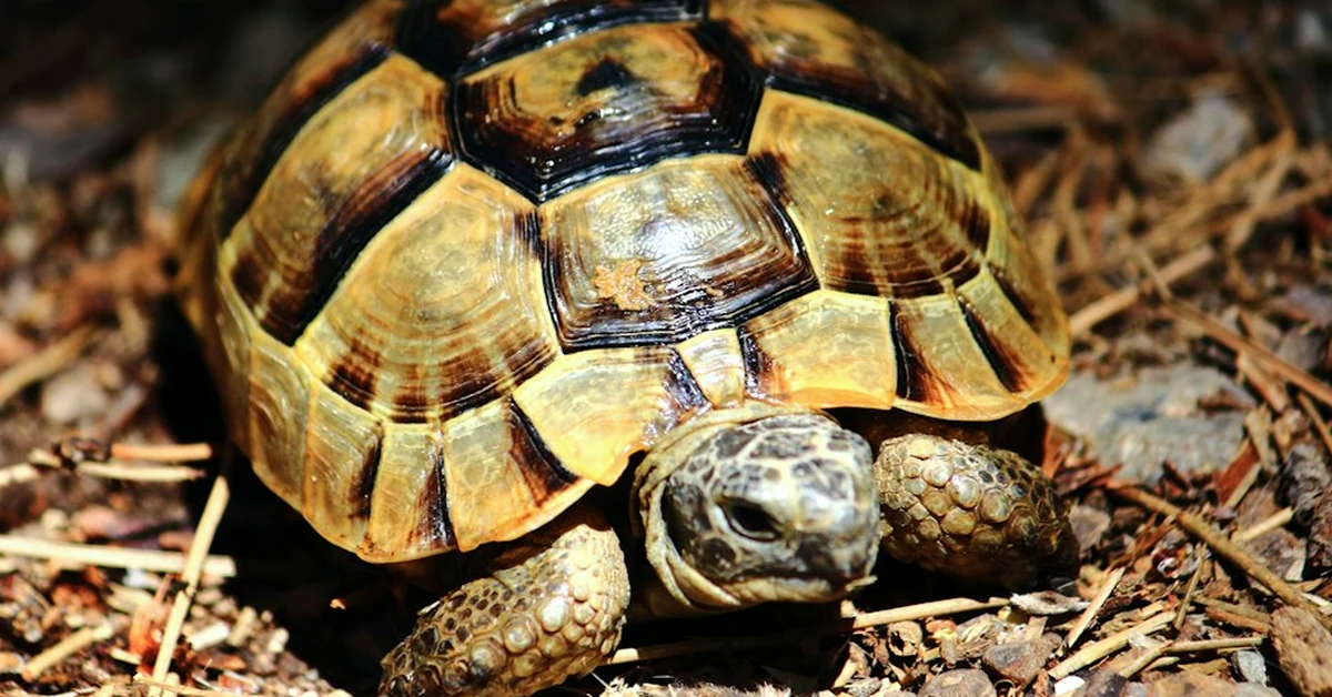 Your UVB lighting may underdose reptiles and tortoises
